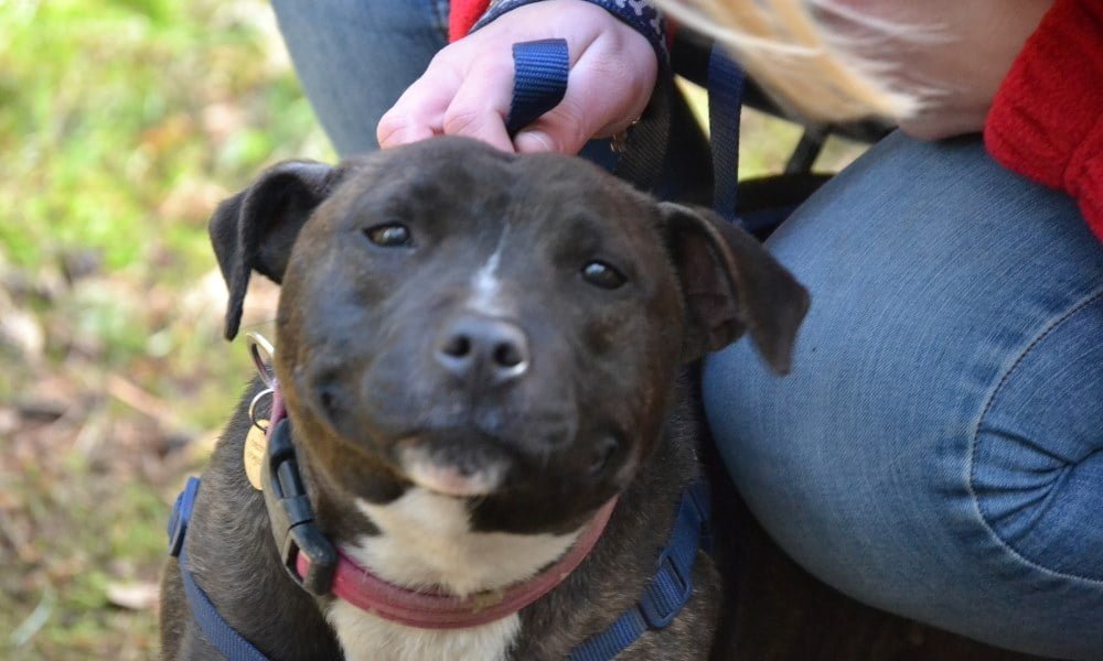 Un Staffie portant un harnais