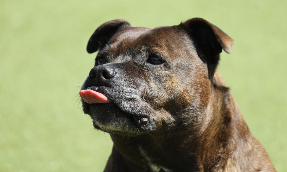 Un Staffie