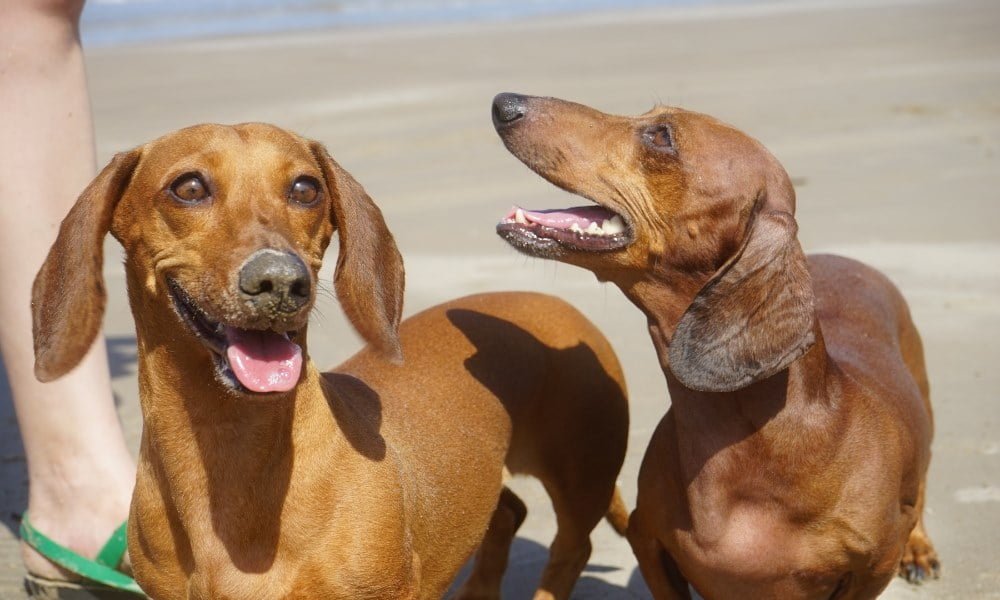 Deux chiens Teckel