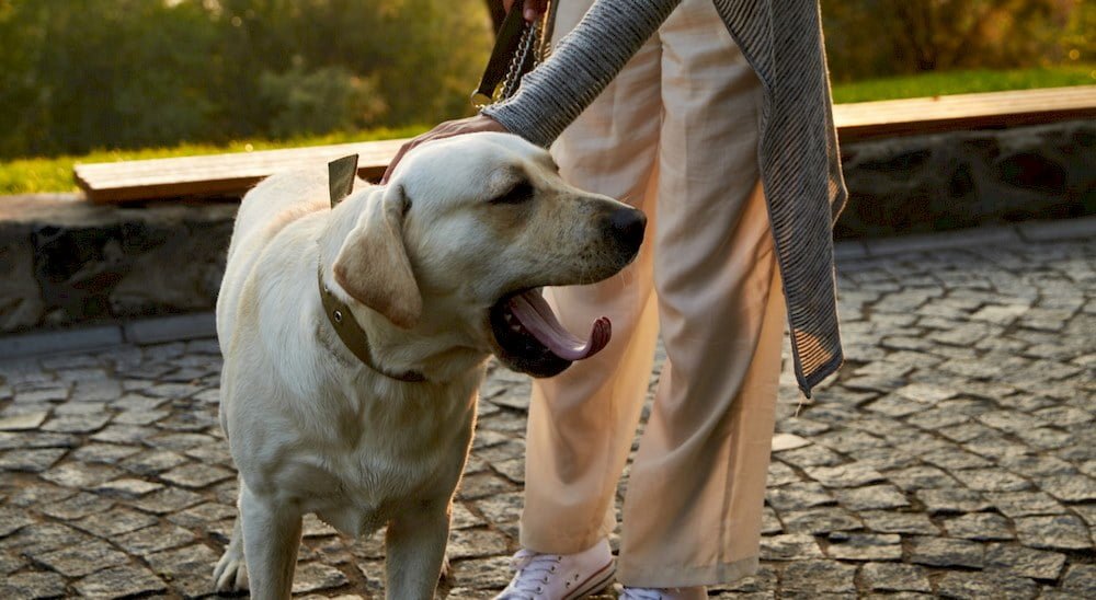 Quelqu'un donnant une récompense à son chien