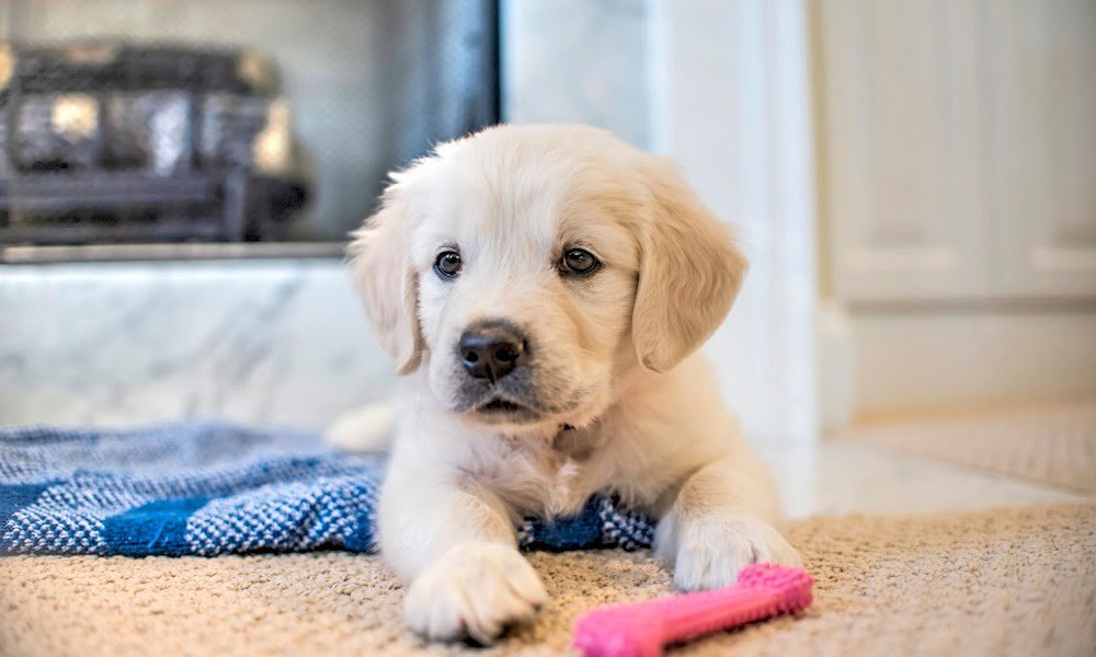 Un chiot en bonne santé