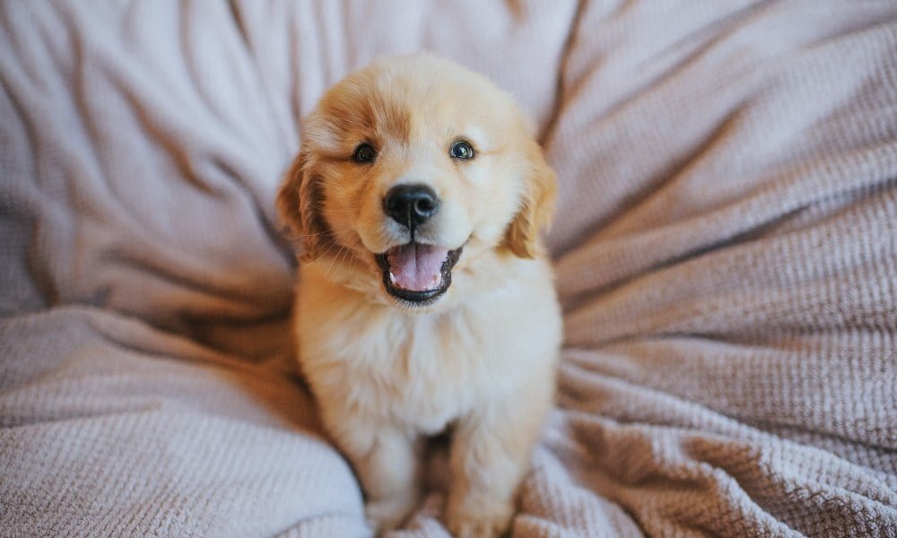 Un chiot en bonne santé