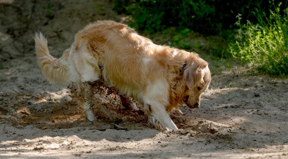 Un chien faisant ses besoins à l'extérieur