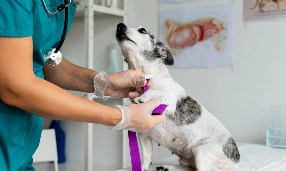 Un vétérinaire prenant soin d'un chien