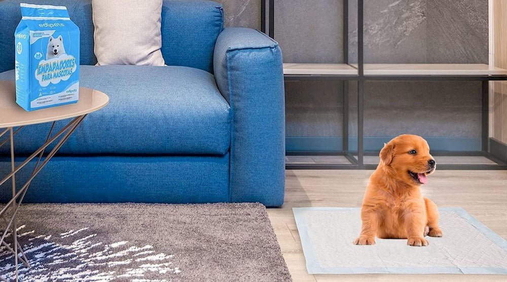 Un chien assise sur un tapis éducateur jetable