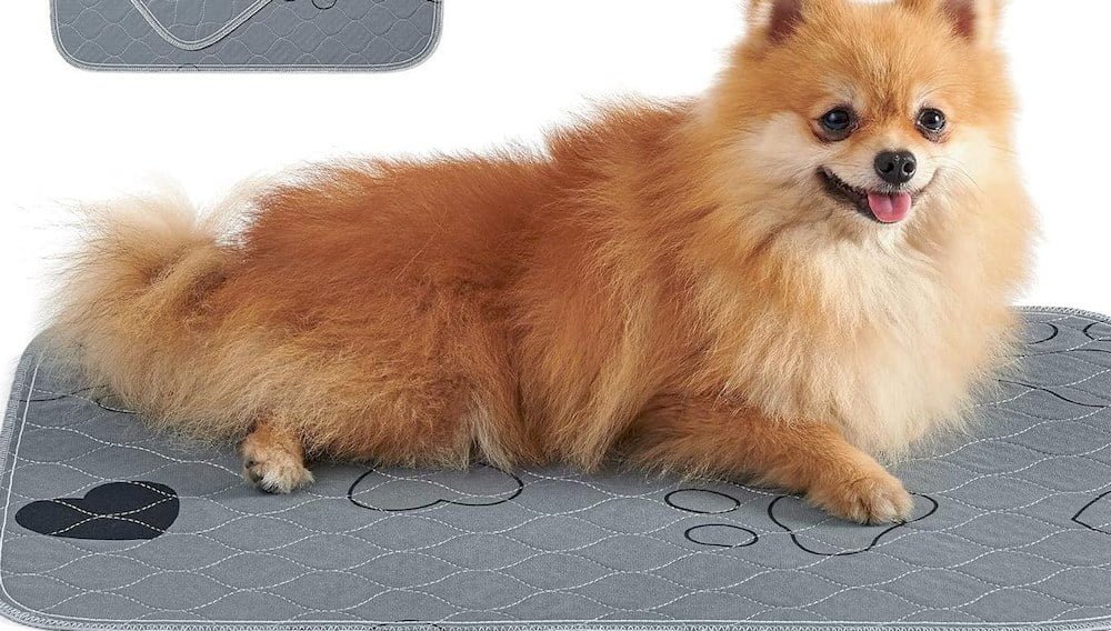 Un chien assise sur un tapis éducateur lavable