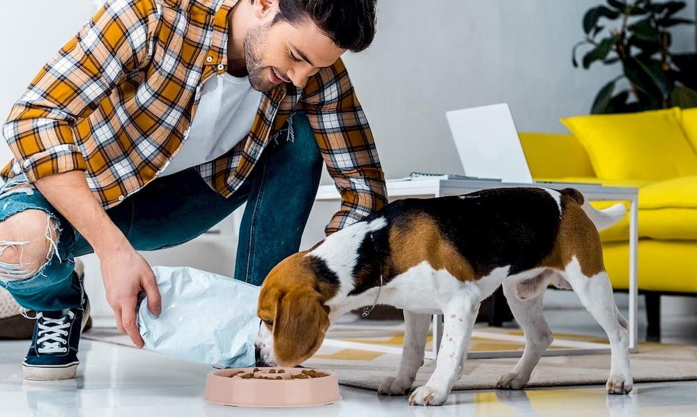 Un chien mangeant de croquettes dans son gamelle anti-glouton