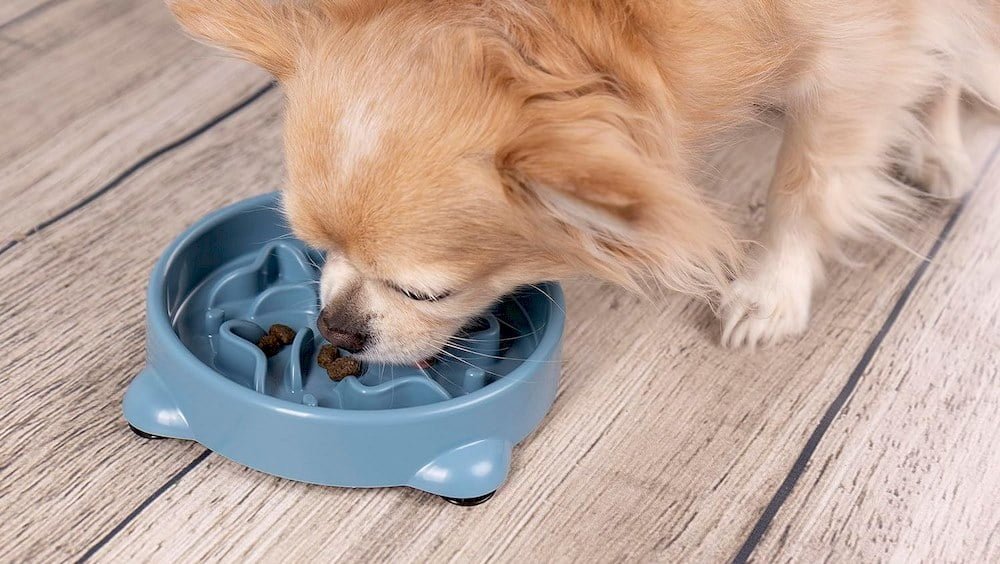 Un chien mangeant de croquettes dans son gamelle anti-glouton