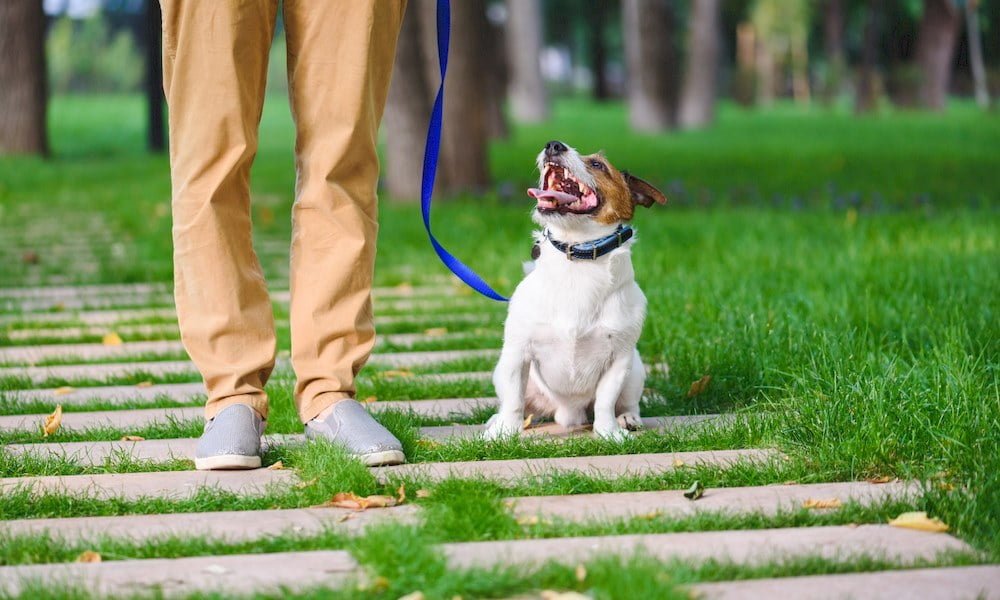 Un chien portant un collier