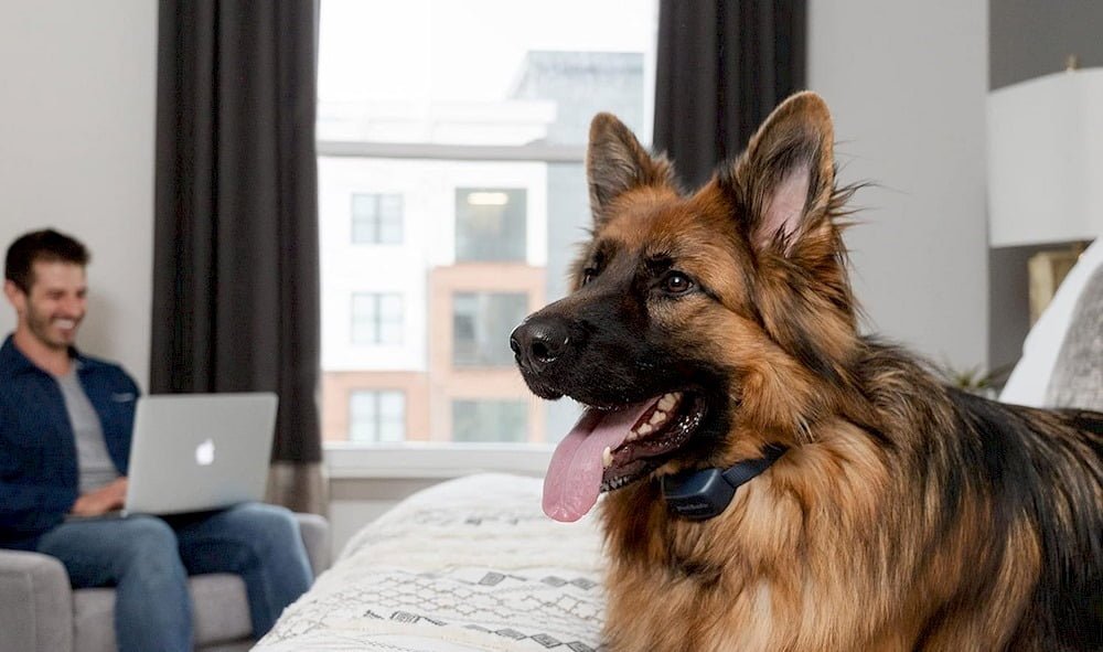 Un chien portant un collier anti-aboiement 