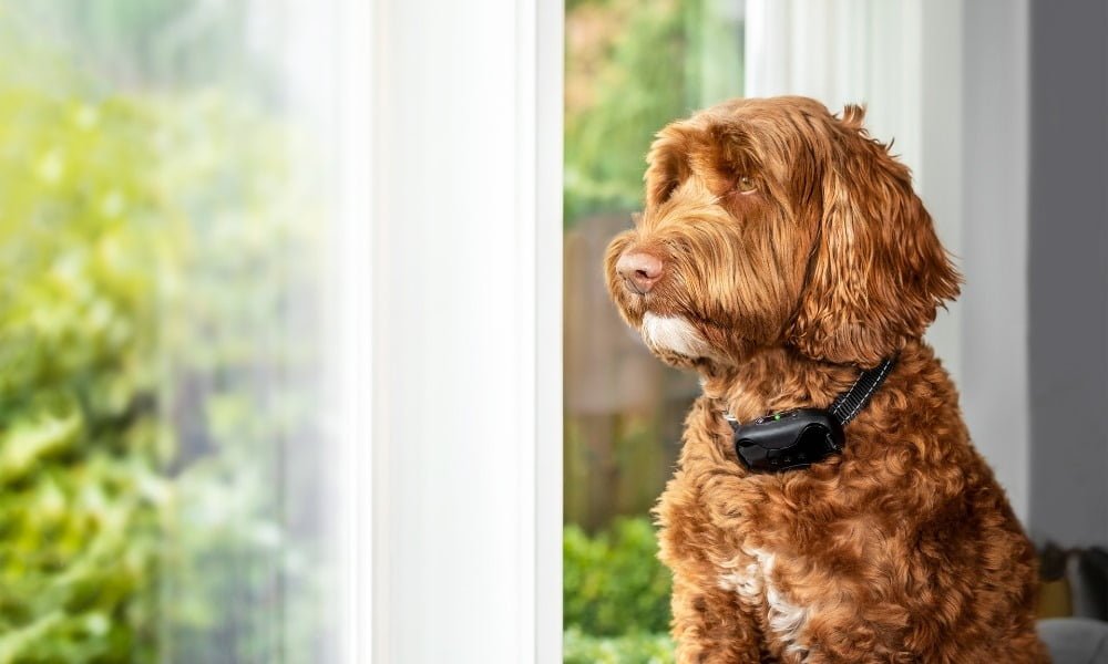 Un chien portant un collier anti-aboiement 