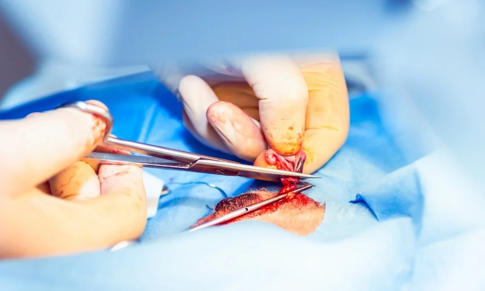 Opération de castration d'un chien