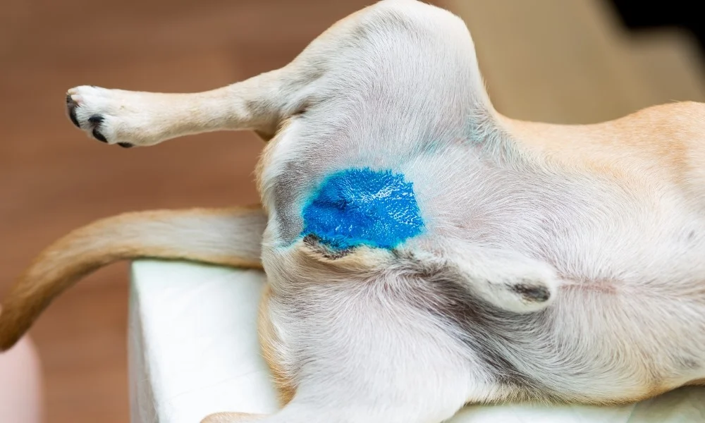 Opération de castration d'un chien