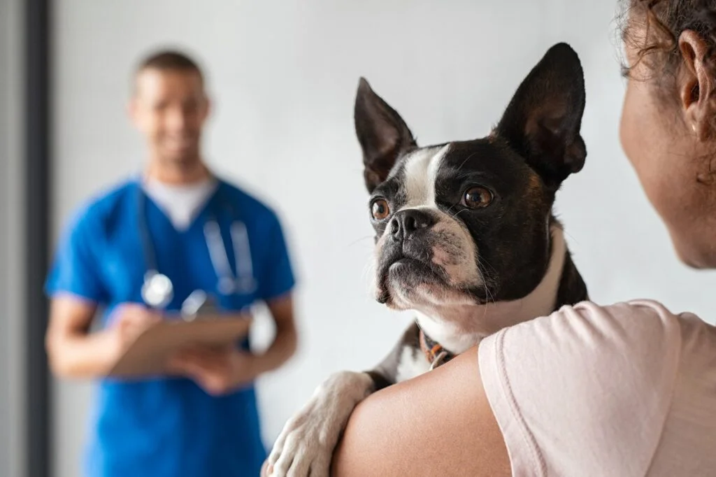 chien qui vient d'être stérilisé