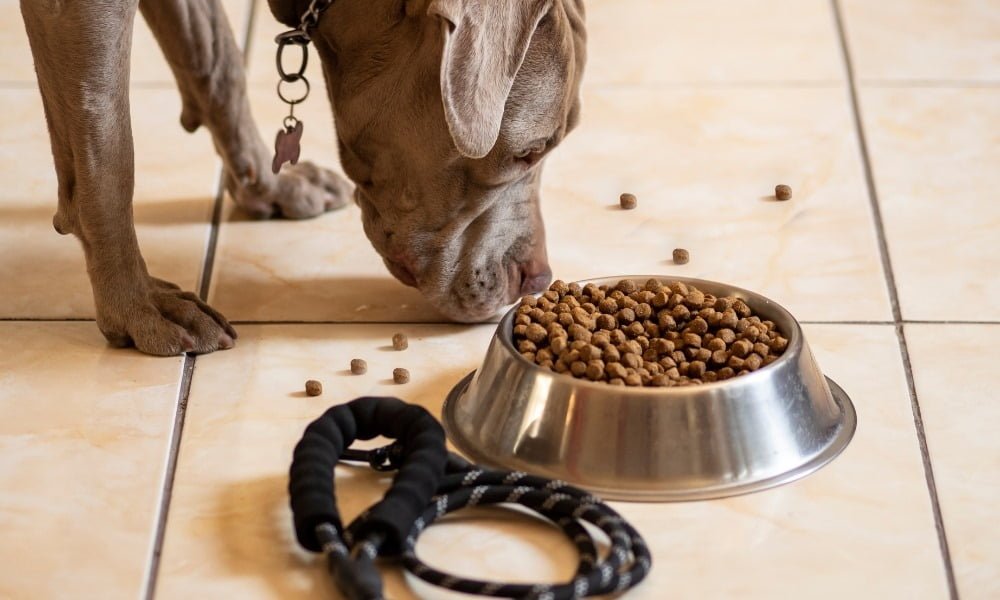 Un chien mangeant des croquettes sans céréales