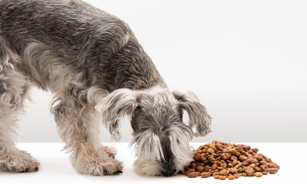 Un chien mangeant des croquettes sans céréales