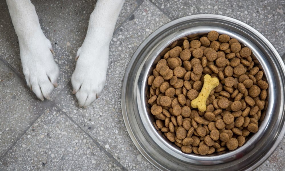 Des croquettes hypoallergénique pour chien