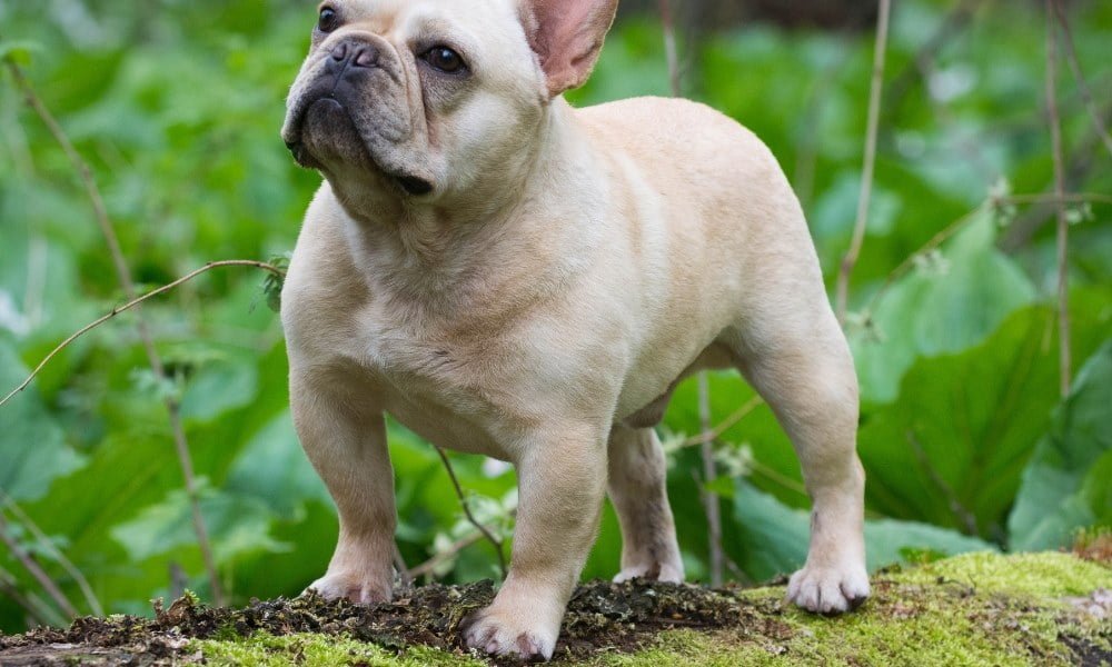 Un bouledogue français