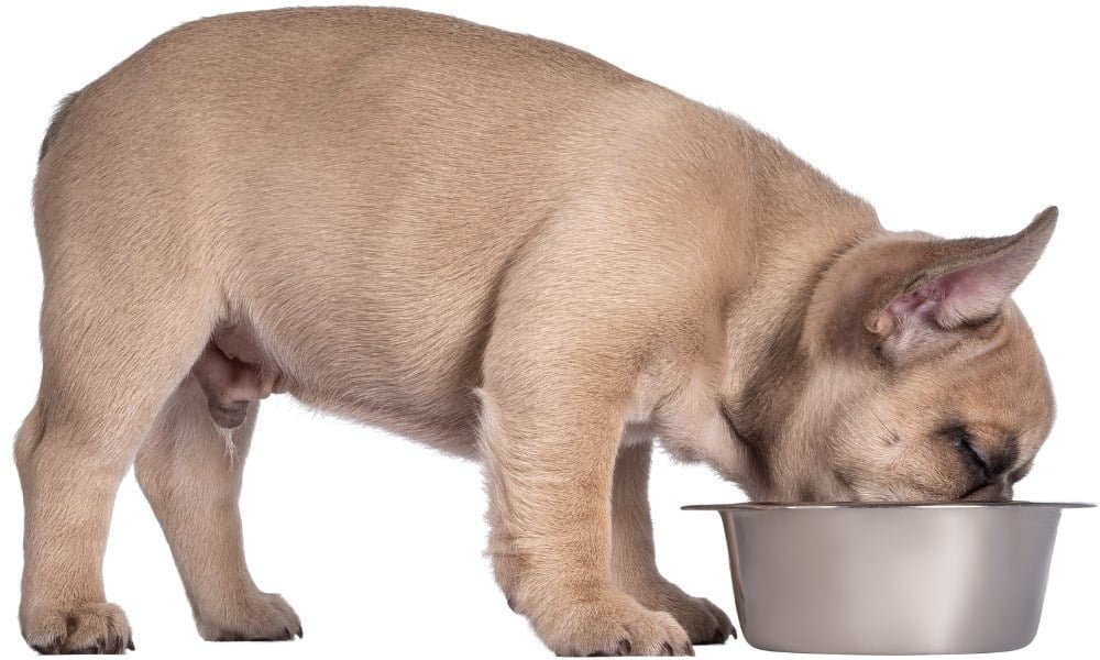 Un bouledogue français mangeant des croquettes