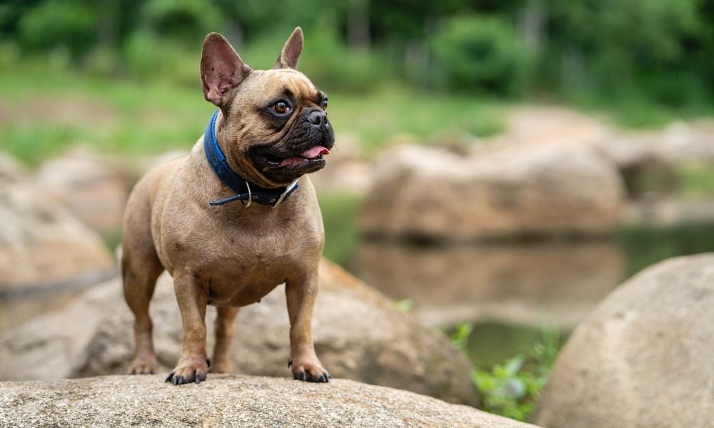 Un bouledogue français