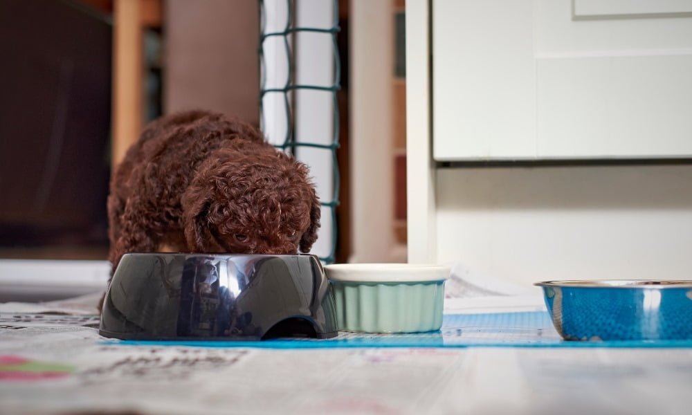 Un chien de petite taille mangeant de croquettes