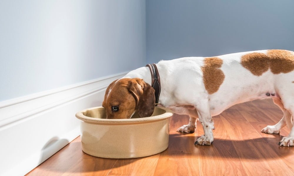 Un chien de petite taille mangeant de croquettes