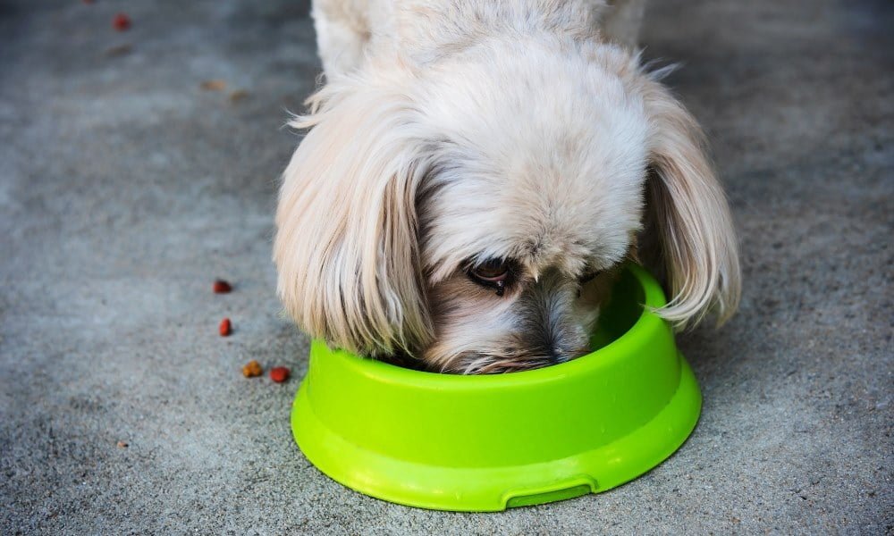 Un chien de petite taille mangeant de croquettes