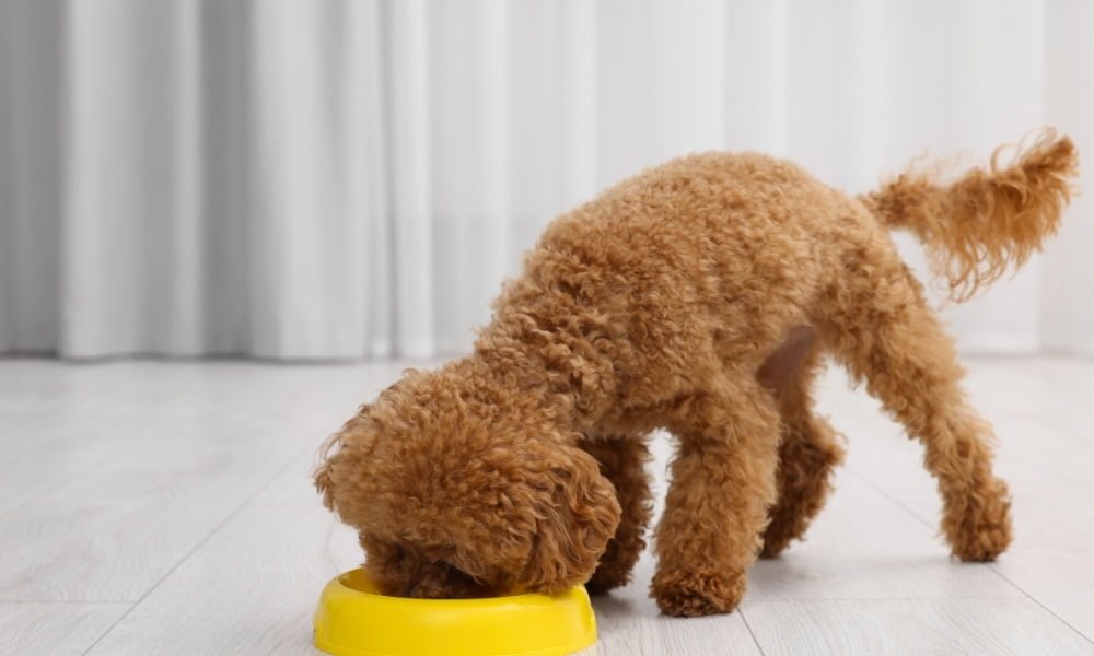 Un chien de petite taille mangeant de croquettes