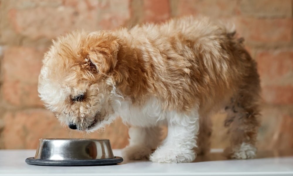 Un chien de petite taille mangeant de croquettes