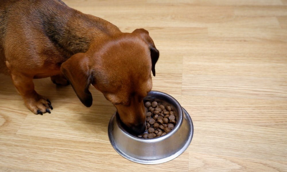 Un chien de petite taille mangeant de croquettes