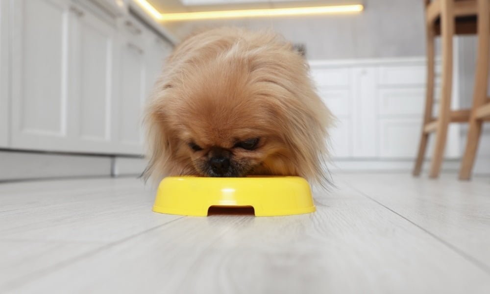 Un chien de petite taille mangeant de croquettes