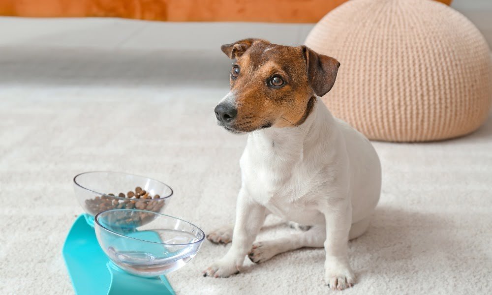 Un chien difficile qui refuse de se nourrir