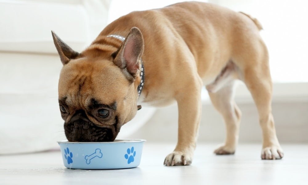 Un chien à digestion sensible mangeant des croquettes