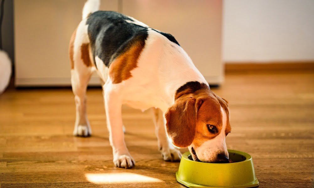 Un chien à digestion sensible mangeant des croquettes