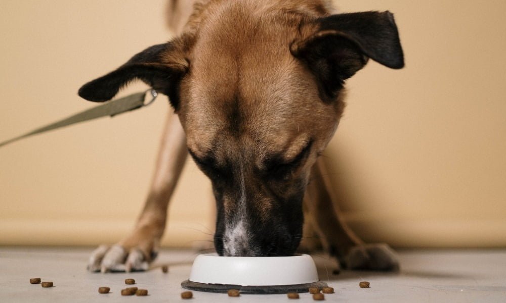 Un chien à digestion sensible mangeant des croquettes