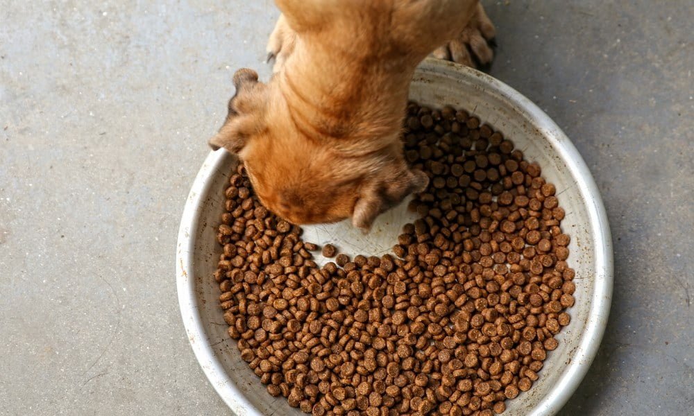 Un chien à digestion sensible mangeant des croquettes