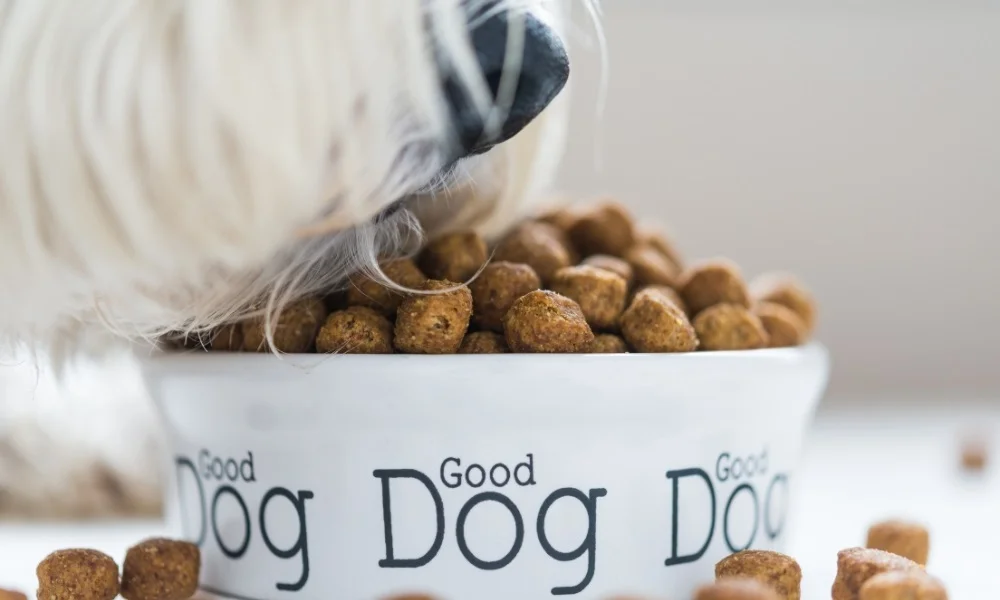 Un chien mangeant des croquettes sans céréales
