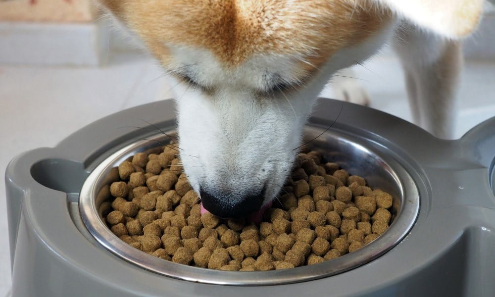 Un chien mangeant des croquettes sans céréales