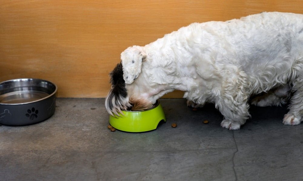 Un chien mangeant des croquettes sans céréales