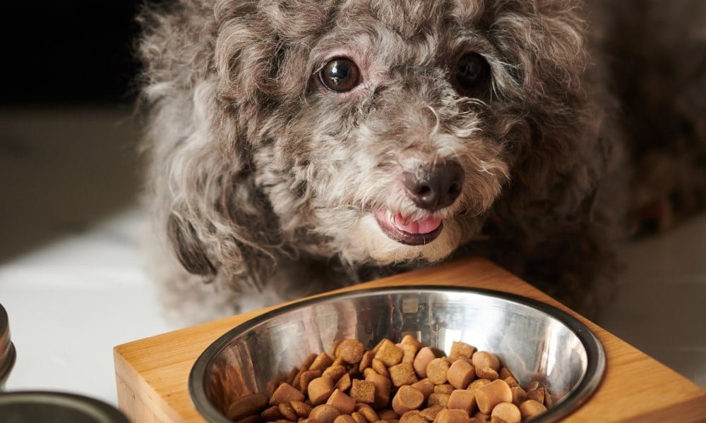 Un chien mangeant des croquettes sans céréales