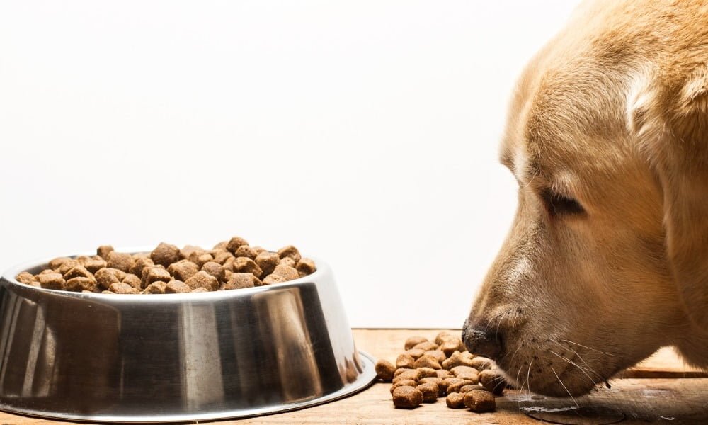 Un chien sénior mangeant des croquettes