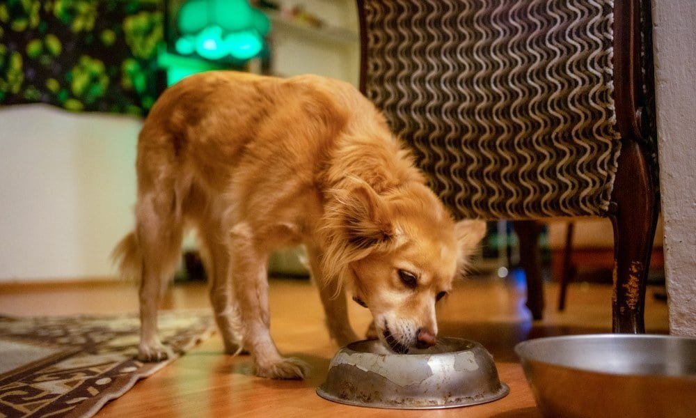 Un chien sénior mangeant des croquettes