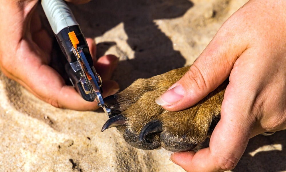 Quelqu'un coupant les griffes de son chien