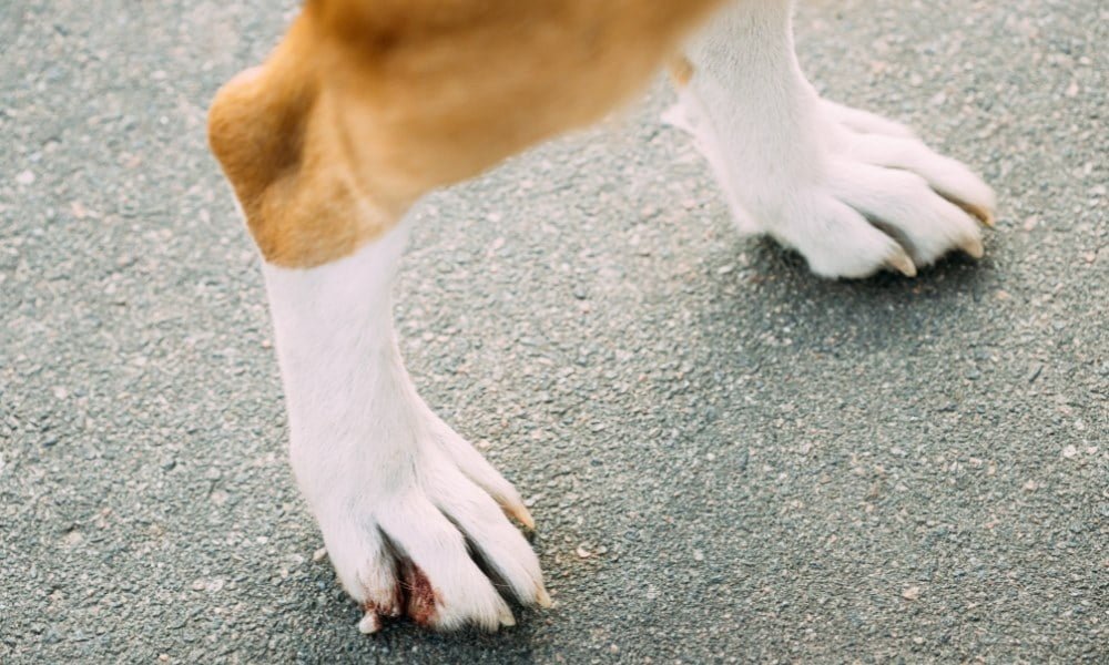 Un chien atteint par la maladie des griffes