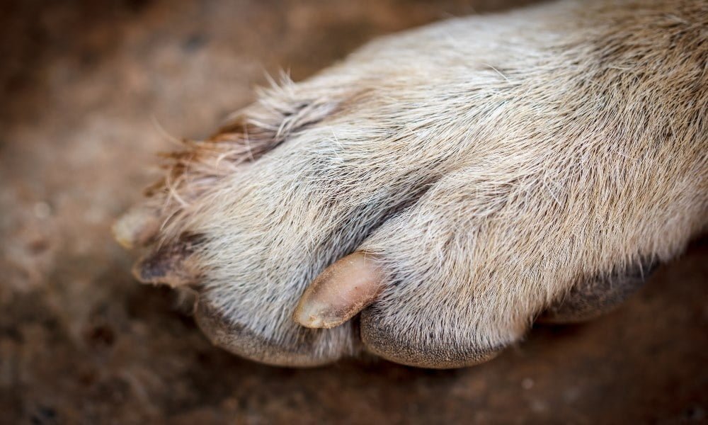 Un chien atteint par la maladie des griffes