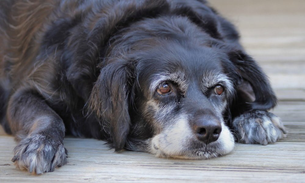 Un chien malade