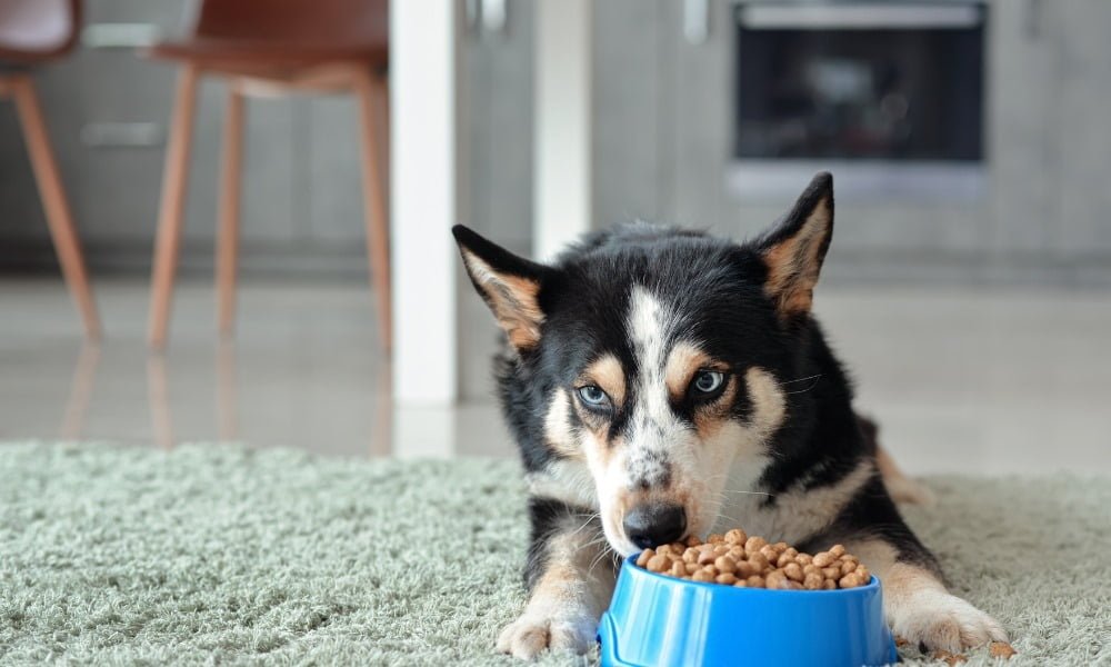 Un chien mangeant de croquettes Acana