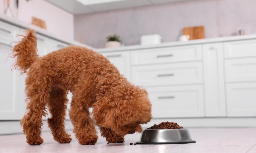 Un chien mangeant de croquettes Belcando