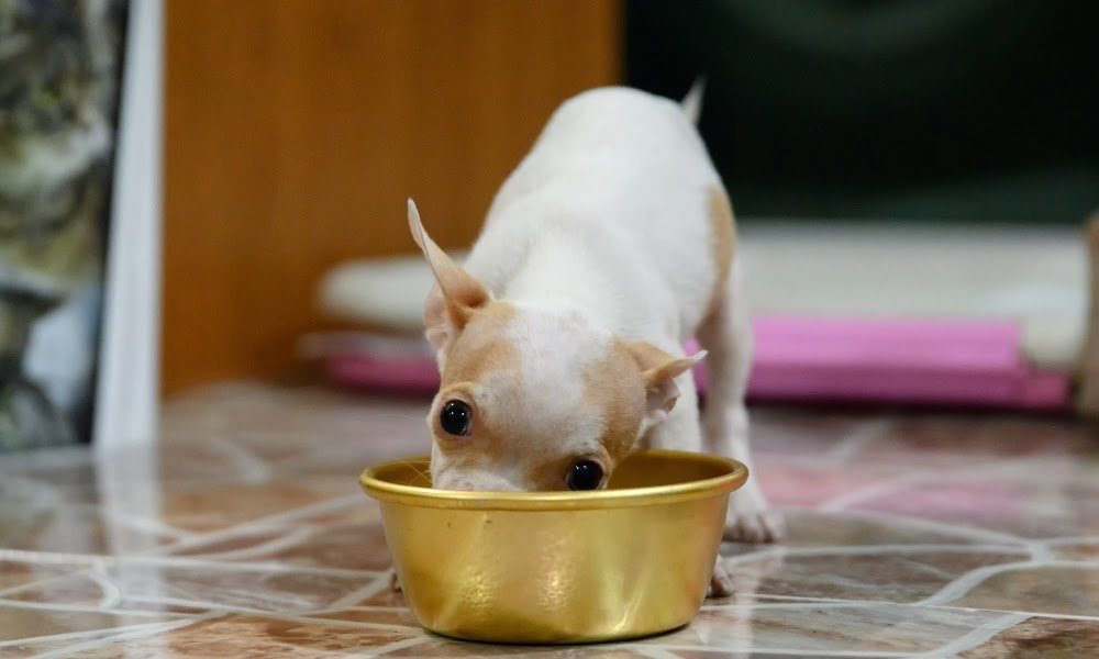 Un chien mangeant de croquettes Franklin Pet Food