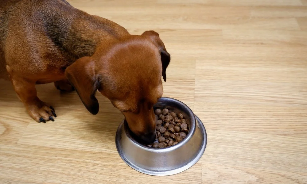 Un chien mangeant de croquettes Happy Dog
